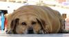 Tiere-Hundehalter-sollten-dafuer-sorgen-dass-ihre-Vierbeiner-nicht-so-dick-werden-wie-dieses-arme-Tier.jpg