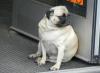 fat-dog-pug-e1495499297752.jpg