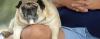 1247747529_22_07_2008_01_07_49_dogfat.jpg