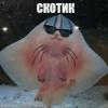 Заявка Triod'a - последнее сообщение от Mr.Skat